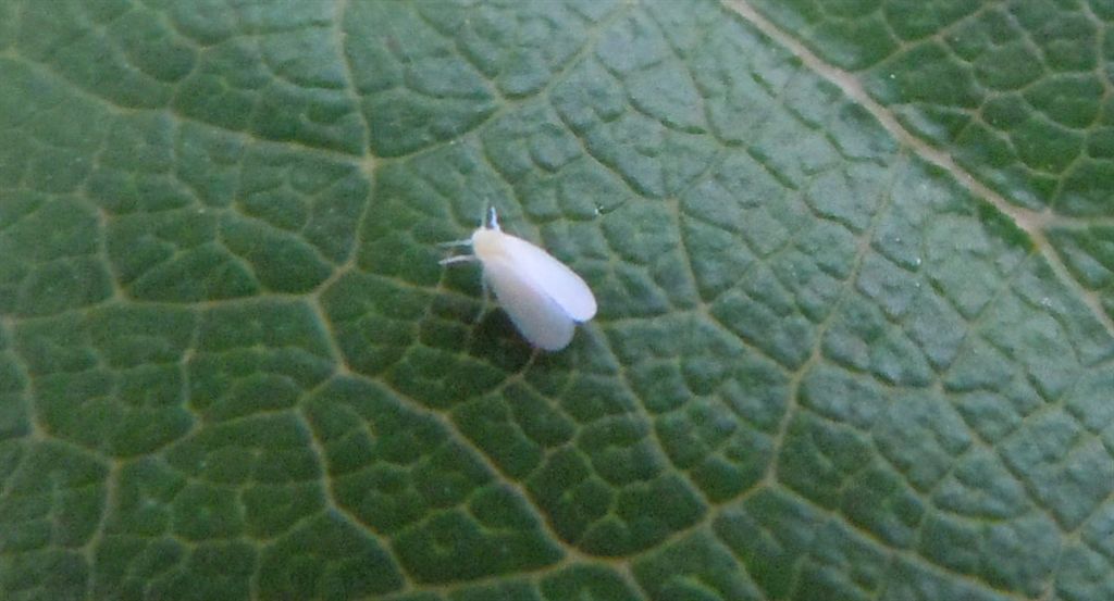 Aleyrodidae? S